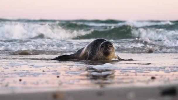 Phoque commun, Phoca Vitulina, se déplaçant sur la plage en surf — Video