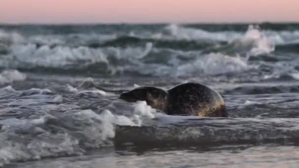 Common Seal, Phoca Vitulina,  In Shallow Surf — стокове відео