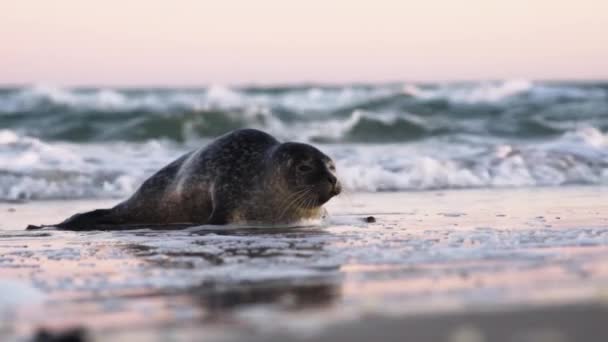 Common Seal, Phoca Vitulina, On Beach ในเซิร์ฟ — วีดีโอสต็อก