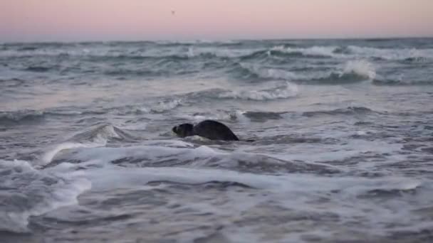 Gemeine Robbe, Phoca Vitulina, in flacher Brandung auf See — Stockvideo