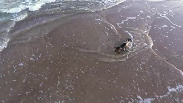 Drone Of Common Seal, Phoca Vitulina, In Shallow Surf — Stock video