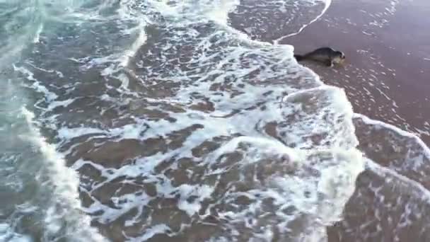 Drone de selo comum, Phoca Vitulina, em surfe raso — Vídeo de Stock