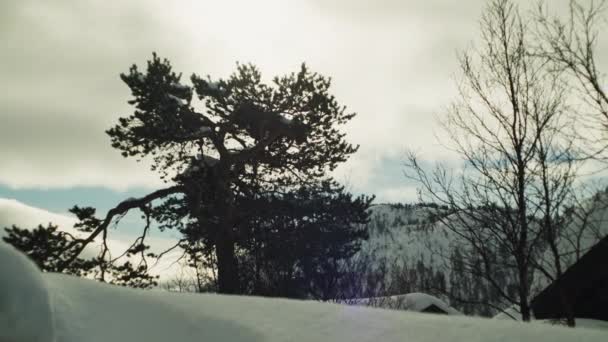 Arbres et bâtiments en bois sous la neige abondante — Video