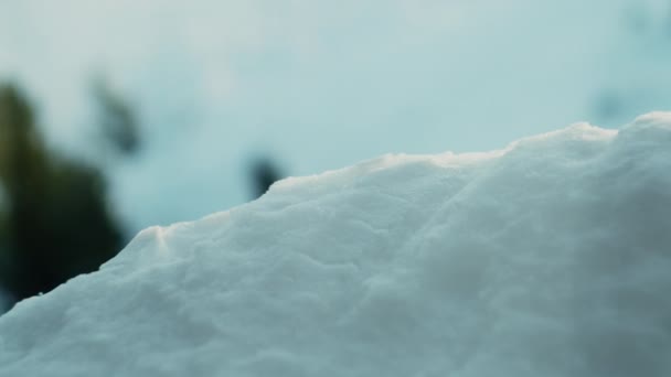 Neve bianca con luce solare e piccolo pino — Video Stock