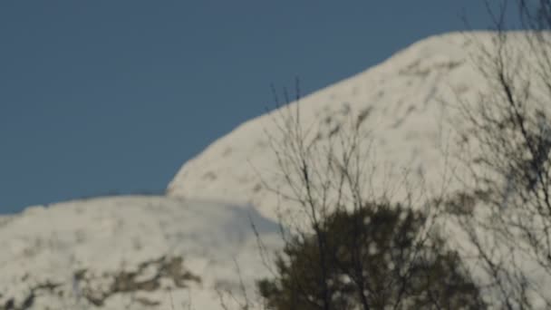 Winterbäume und schneebedeckter Berg — Stockvideo