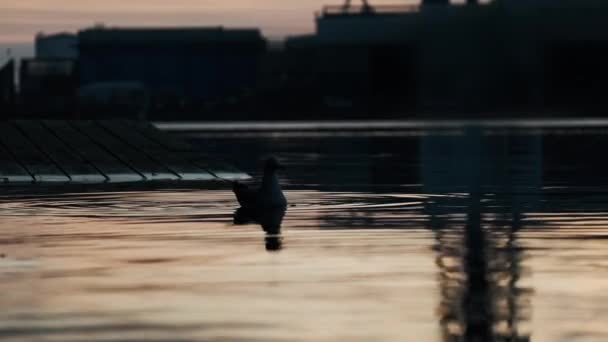 Seagull Swimming In Harbor Waters Reflecting Sunrise — Stock Video