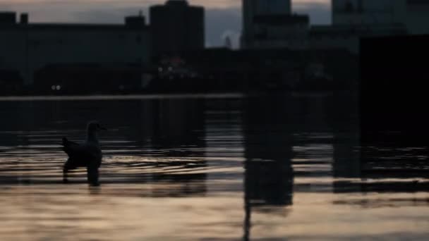 海鸥在港湾水域游动反射出日出 — 图库视频影像