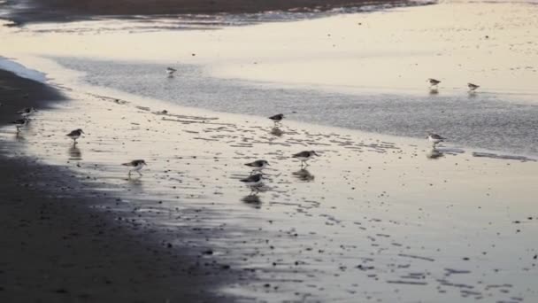 Sanderlings walking along shore at low tide — Stock Video