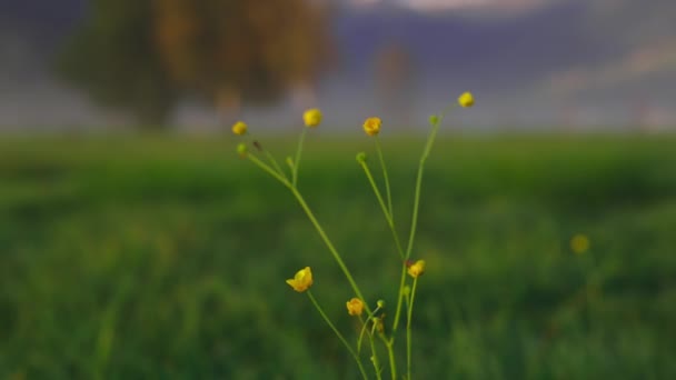 Желтый лесной цветок в поле — стоковое видео