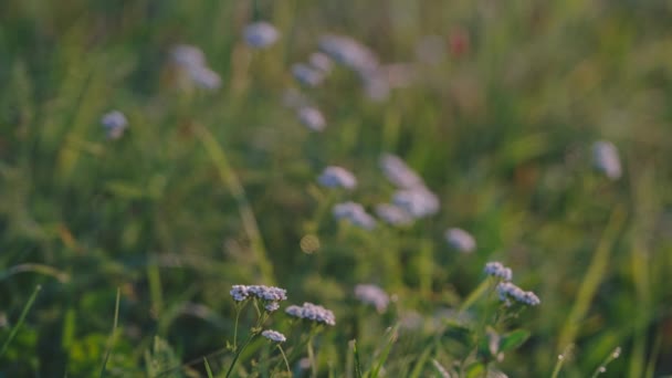 Wilde bloemen en gras in het veld Een dageraad — Stockvideo