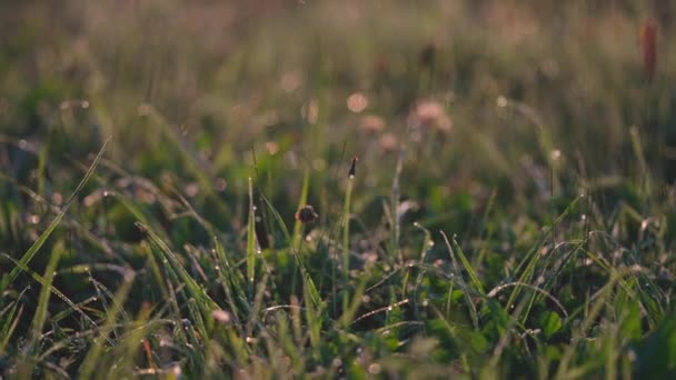 Gräs vått med dagg i fält En gryning — Stockvideo