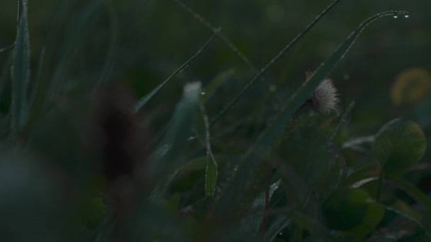 黎明时分草原上的露水草 — 图库视频影像