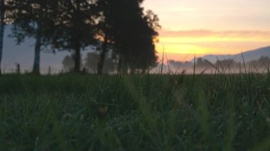 Çiğ Çimi ve Ağaç Kenarlı Çayırda Şafakta Puslu bir arazide