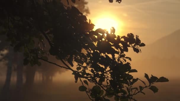 Hojas en silueta contra la salida del sol brillante y brillante — Vídeos de Stock