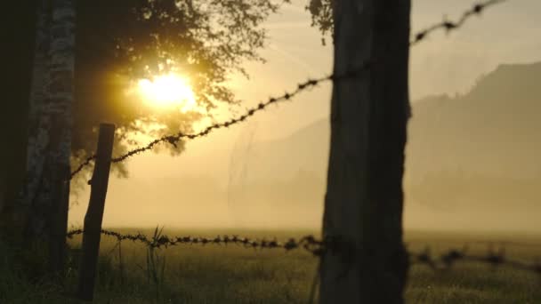 Taggad tråd i silhuett och spindelnät vid soluppgången — Stockvideo