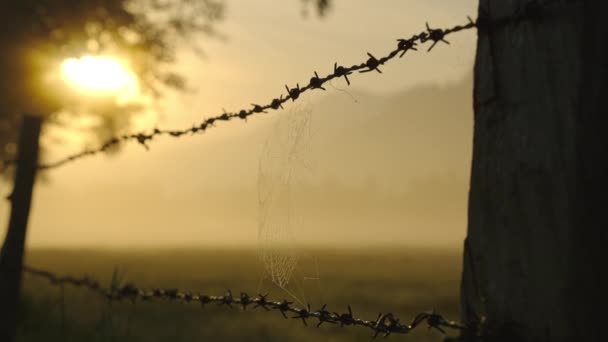 Barbed Wire In Silhouette And SpiderS Web At Sunrise — 비디오