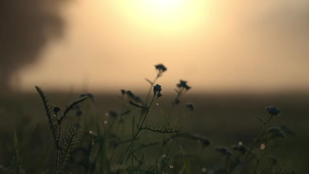 Wildblumen und Gras auf der sonnenbeschienenen Wiese an einem nebligen Morgen — Stockvideo