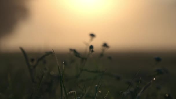Flores silvestres e grama no prado iluminado pelo sol em uma manhã nebulosa — Vídeo de Stock