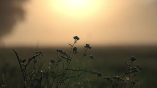 在一个多雾的早晨，阳光普照的草地上的野花和草丛 — 图库视频影像