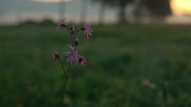 Różowy Wildflower na łące o świcie — Wideo stockowe