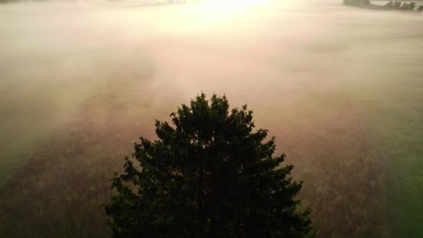 Drone Over Lone Tree In Misty Landscape Of Zell Am See, — Stockvideo