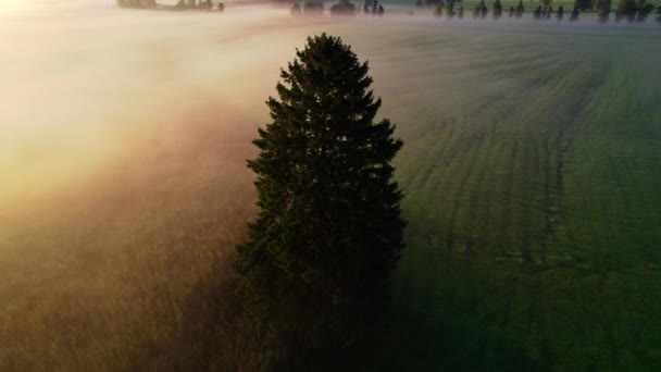 Drönare över Lone Tree i Misty Landskap Zell Am See, — Stockvideo