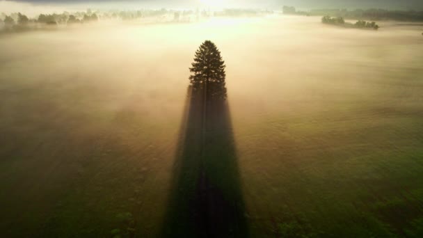 Dron nad samotnym drzewem w mglistym krajobrazie Zell Am See, — Wideo stockowe