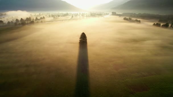 Drone Over Lone Tree In Misty Landscape Of Zell Am See, — Stockvideo