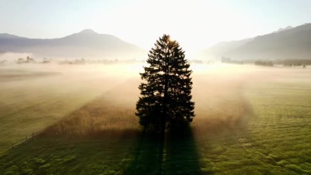 Drone de árbol iluminado por el sol en el paisaje brumoso de Zell Am See, — Vídeos de Stock