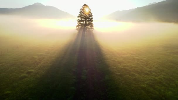 Drönare mot solljus träd i Misty Landskap Zell Am See, — Stockvideo