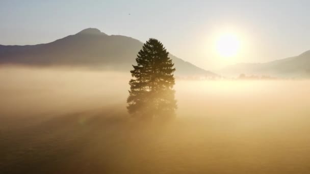 Drone Over Lone Tree In Sunlit Misty Landscape Of Zell Am See — Stockvideo