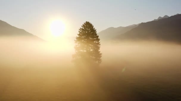 Drone sopra albero solitario nel paesaggio nebbioso illuminato dal sole di Zell Am See — Video Stock