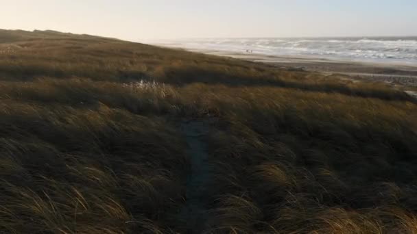 Grama de praia dourada soprando no vento ao pôr do sol — Vídeo de Stock