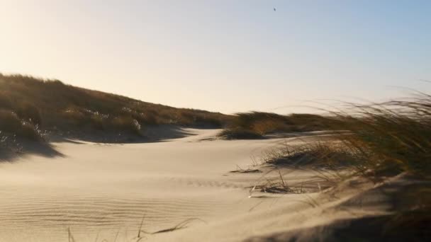 Piaszczysta plaża z trawami Wiatr pod słonecznym niebem — Wideo stockowe