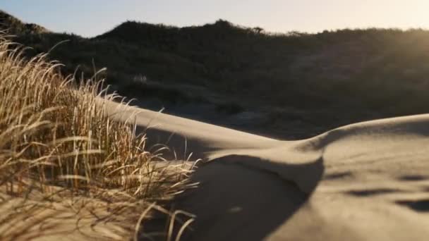 Spiaggia di sabbia con erba che soffia nel vento — Video Stock