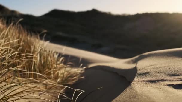 Piaszczysta plaża z trawami wieje na wietrze — Wideo stockowe