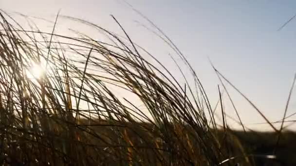 Plaża Trawa wieje w wietrze pod świecącym zachodem słońca — Wideo stockowe