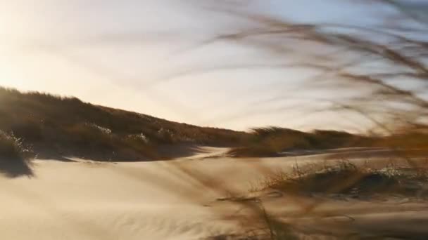 Praia de areia com gramíneas soprando no vento sob céu ensolarado — Vídeo de Stock