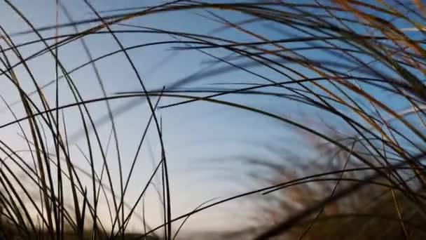 Παραλία χόρτο φυσώντας στον άνεμο κάτω από το γαλάζιο του ουρανού — Αρχείο Βίντεο
