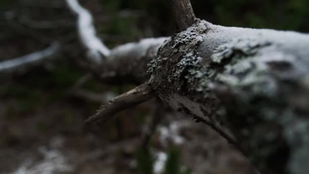 Frost On Log In Pine Forest — Stock Video