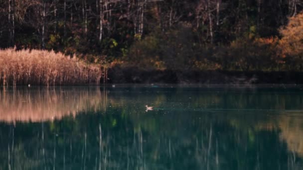 Anatra che nuota nel serbatoio del Klammsee in autunno — Video Stock