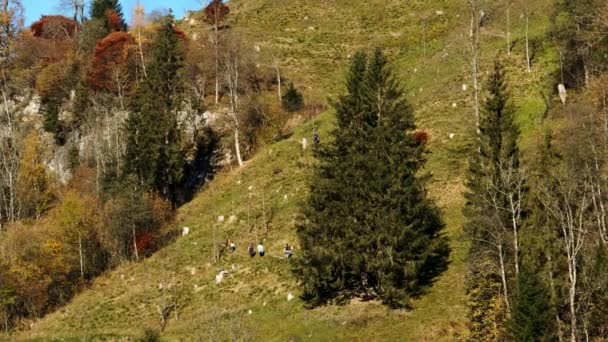 Persone Escursioni tra gli alberi sulla collina sopra il Klammsee Reservoir — Video Stock