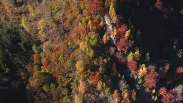 Drone volo sopra Klammsee serbatoio foresta di alberi autunnali — Video Stock
