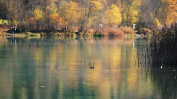 Drone Of Coots In Klammsee Reservoir το φθινόπωρο — Αρχείο Βίντεο