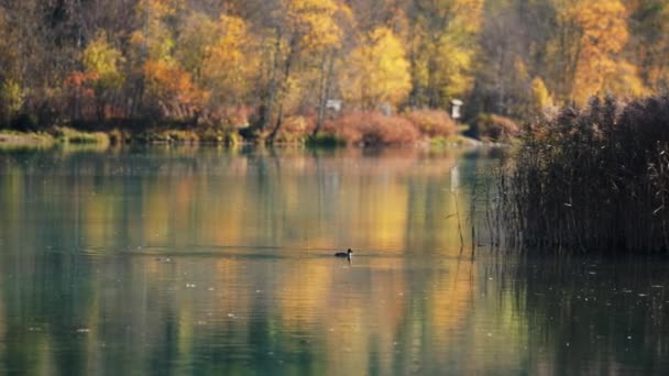 Dron Coot In Klammsee Reservoir In Autumn — Stock video