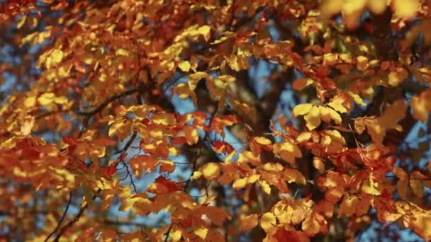 햇볕에 그을리지 않는 황금빛 잎사귀 옆에 있는 클라 미제 저 수지 — 비디오