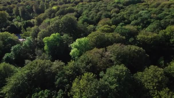 Drone Flight över toppen av lummig grön urbana skog — Stockvideo