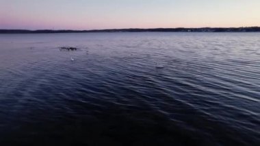 İHA Gün batımında Kuğular Körfezde Yuvarlak Yuvarlanıyor