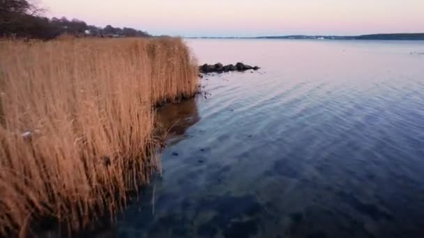 Drohne über Schilf im Zulauf mit Möwen, die über Wasser fliegen — Stockvideo
