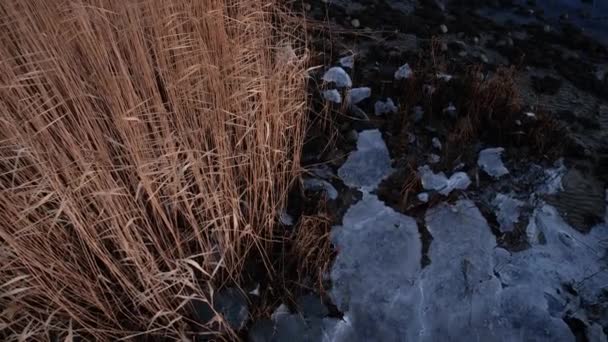 Drone Over Reeds In Bevroren Inlaat Van Flensburg — Stockvideo